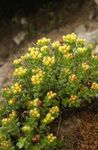 Foto Flores de jardín Rhodiola, Roseroot, Sedum, Roseroot De Leedy, Uva De Gato , amarillo