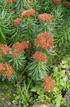 フォト 庭の花 ロディオラ、イワベンケイ、セダム、leedyのイワベンケイ、マンネングサ (Rhodiola), 赤