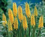 fotografie Zahradní květiny Red Hot Poker, Pochodeň Lilie, Tritoma (Kniphofia), žlutý