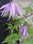 სურათი Atragene, პატარა Flowered Clematis მახასიათებლები