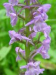 Orchidée Parfumé, Moustiques Gymnadenia