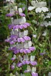 fotografie Záhradné kvety Blue-Eyed Mary, Čínske Domy (Collinsia), orgován