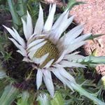 foto I fiori da giardino Carline Stemless (Carlina), bianco