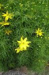 Lanceleaf Coreopsis, Tickseed Coreopsis