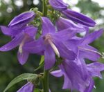 foto Tuin Bloemen Adenophora, Dame Klokken , lila