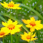 Foto Vrtne Cvjetovi Goldmane Tickseed (Coreopsis drummondii), žuta