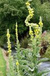 foto Flores do Jardim Mullein Ornamental, Verbascum , amarelo