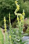 Fil Trädgårdsblommor Prydnadskungsljus, Verbascum , gul