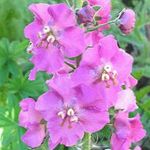 Gordolobo Ornamental, Verbascum