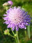 Photo les fleurs du jardin Knautia , lilas