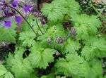 Photo Garden Flowers Cortusa, Alpine Bells , purple