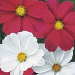 Foto Gartenblumen Kosmos (Cosmos), rot