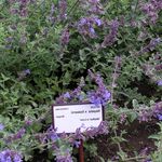 снимка Градински цветове Котка Мента (Nepeta), виолетов