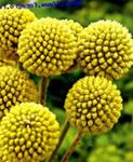 Photo Billy buttons characteristics
