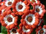 Foto Cineraria Blumengeschäft Merkmale