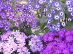 Foto Cineraria Del Florista (Pericallis x hybrida), lila