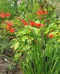 Foto Dārza Ziedi Crocosmia , sarkans