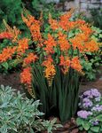 照 园林花卉 Crocosmia , 橙