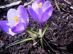 Pradžioje Crocus, Tommasini Anketa Crocus, Sniegas Crocus, Tommies