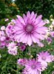 Eilíft, Immortelle, Strawflower, Pappír Daisy, Eilíft Daisy