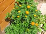 Photo Globe Fleurs (Trollius), orange