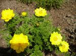 Photo les fleurs du jardin Adonis Sibirica , jaune