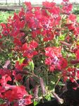 foto Tuin Bloemen Cuphea , rood