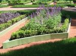 foto Tuin Bloemen Lavendel (Lavandula), purper