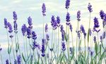 Photo Lavender characteristics
