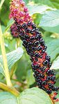 Foto Dārza Ziedi American Pokeweed, Inkberry, Pidgeonberry (Phytolacca americana), melns