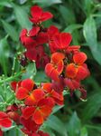 foto Muurbloem, Cheiranthus , rood