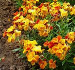 Foto Mauerblümchen, Cheiranthus Merkmale