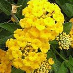 Photo Lantana characteristics