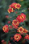 фота Садовыя Кветкі Лантана (Lantana), чырвоны