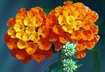 Фото Садовые Цветы Лантана (Lantana), оранжевый