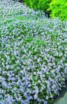 Photo les fleurs du jardin Laurentia (Isotoma), bleu ciel