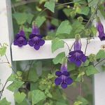 Photo Garden Flowers Twining Snapdragon, Creeping Gloxinia (Asarina), purple