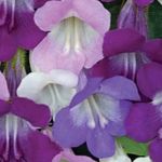 Photo Garden Flowers Twining Snapdragon, Creeping Gloxinia (Asarina), lilac