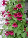 Foto Flores de jardín Hermanamiento Boca De Dragón, Gloxinia Rastrero (Asarina), rojo