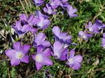 foto Tuin Bloemen Linum Meerjarige , lila