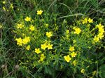 Photo Garden Flowers Linum perennial , yellow