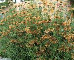 Foto Gartenblumen Löwenohr, Löwenschwanz, Wild Dagga (Leonotis leonurus), orange