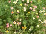 φωτογραφία Λουλούδια κήπου Ψευδείς Αστέρια Μωρό (Leptosiphon), ροζ