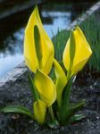 Photo les fleurs du jardin Jaune Lysichiton , jaune