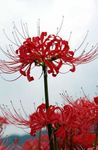 Bilde Hage blomster Edderkopp Lilje, Overraskelse Lilje (Lycoris), rød