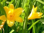 Photo bláthanna gairdín Daylily (Hemerocallis), oráiste