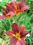 Photo bláthanna gairdín Daylily (Hemerocallis), dearg