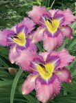 foto I fiori da giardino Daylily (Hemerocallis), lilla