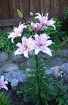 Bilde Hage blomster Lily De Asiatiske Hybrider (Lilium), syrin