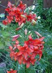 Photo Garden Flowers Lily The Asiatic Hybrids (Lilium), red